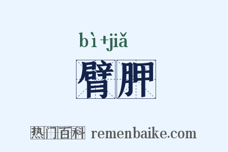 臂胛是什么意思的图片